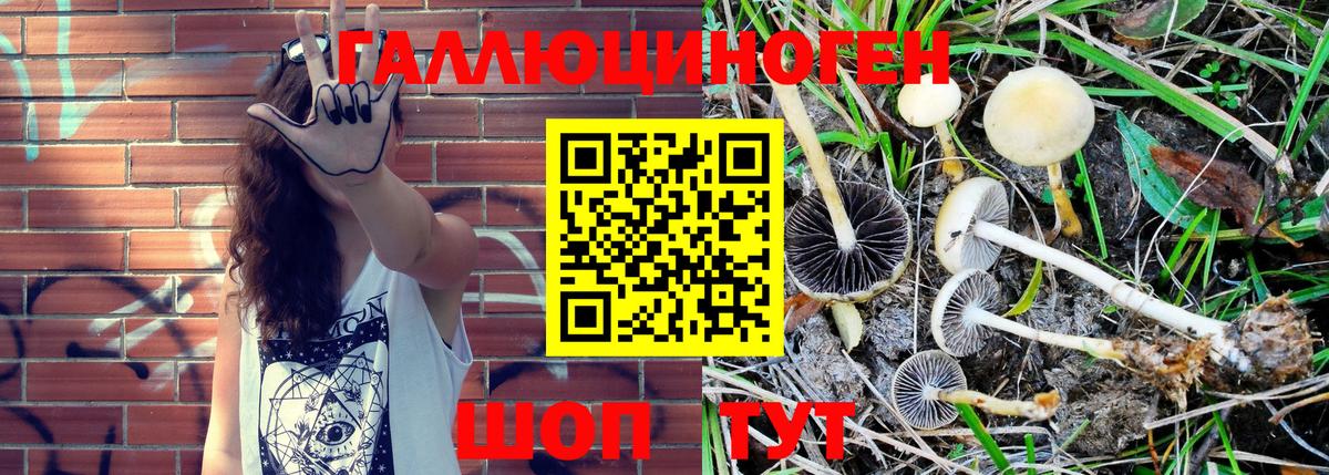 Балтийск  Псилоцибиновые грибы мицелий  Вход с VPN  Псилоцибиновые грибы Magic Shrooms 